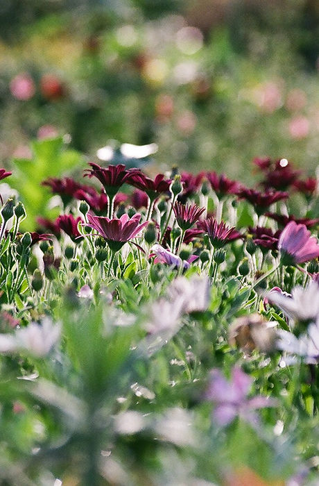 Purple Chrysanthemums