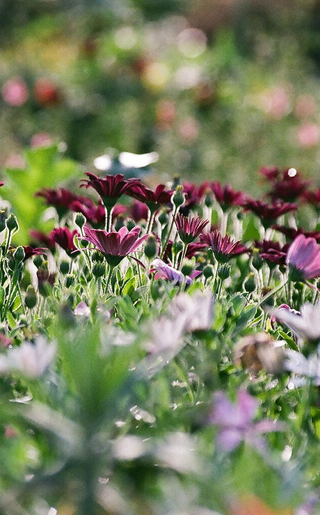 Purple Chrysanthemums