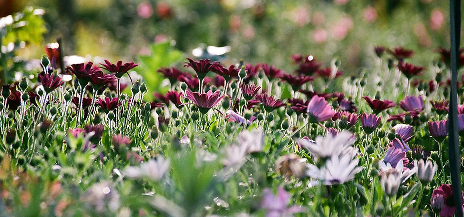 Purple Chrysanthemums