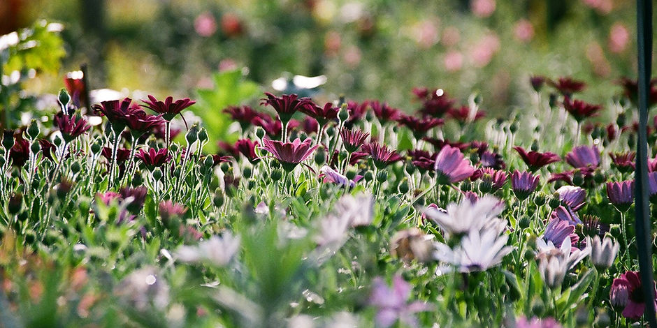 Purple Chrysanthemums
