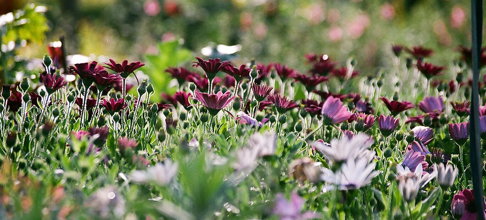 Purple Chrysanthemums