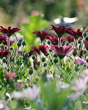 lila Chrysanthemen