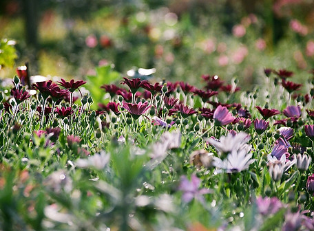 Colorful Flower Field