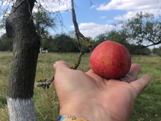 НАСИПНИЙ БОРЩ