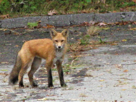 If All Life is Sacred How Shall We Live