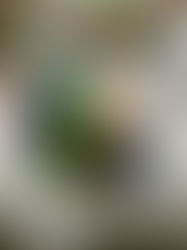 Somewhere Over The Rainbow