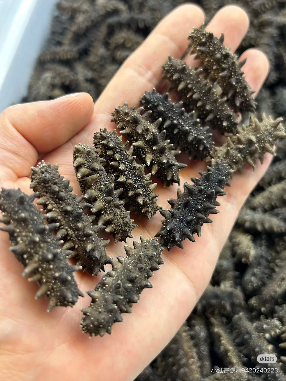 Thumbnail: 大連120頭淡乾海參（已泡發）
