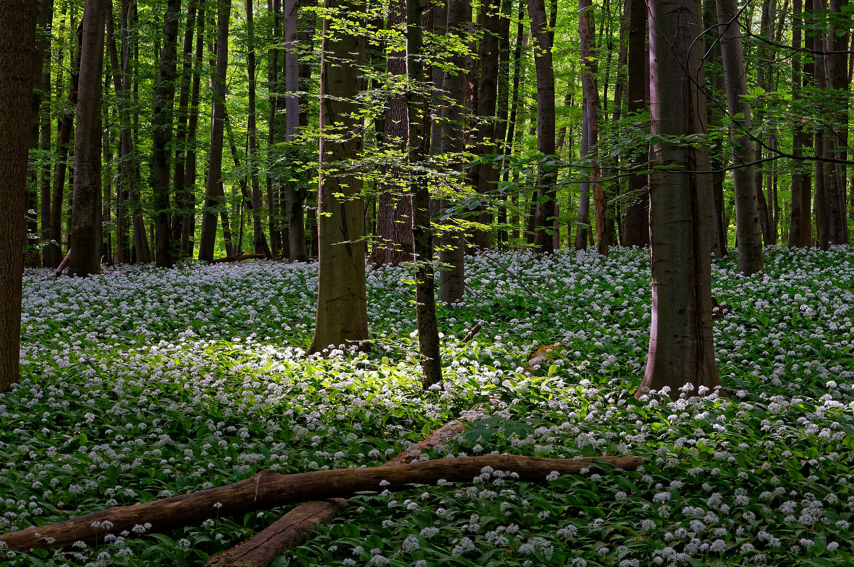 landscape-3572374.jpg