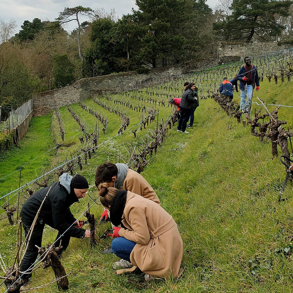 ATELIER TAILLE DE LA VIGNE ET DÉGUSTATION | foodangers