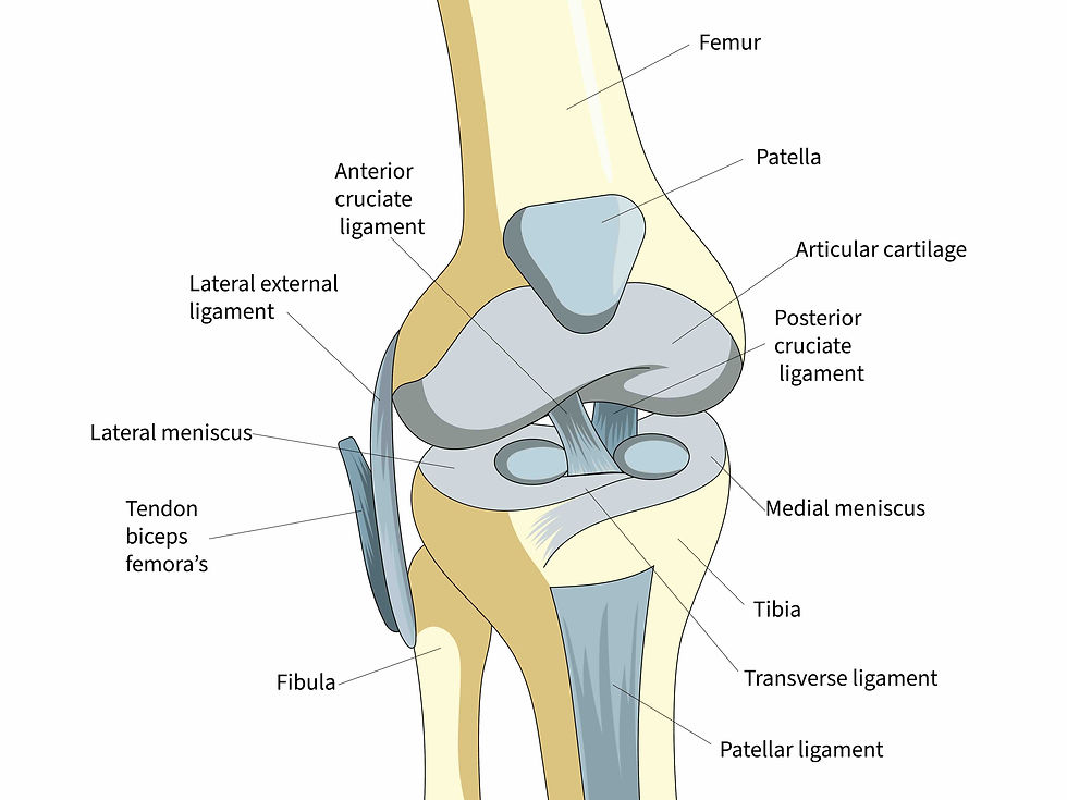 The anatomy of the knee