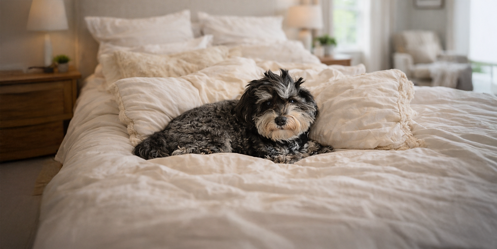 Foundation Havanese dogs Jazz from our Ringgold, GA breeding program near Chattanooga