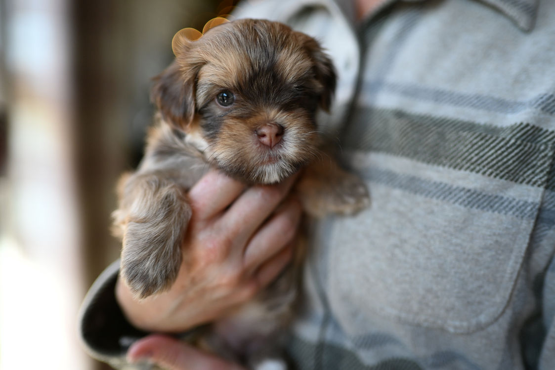 Small sable Havanese puppy being held gently, ready for their new home