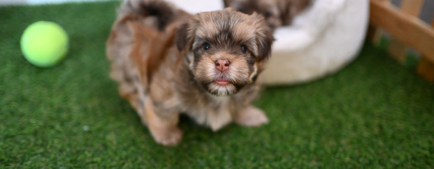 Premium Havanese breeder in North Georgia offering home-raised puppies.