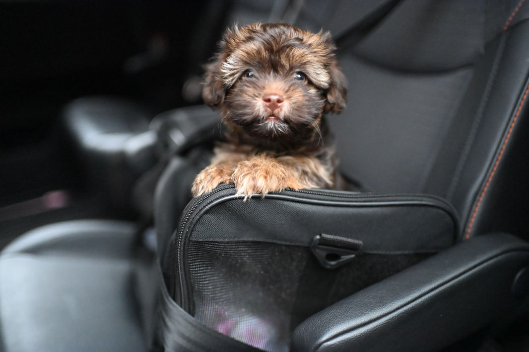 Socialized Havanese puppy enjoying a safe car ride near Chattanooga, TN.