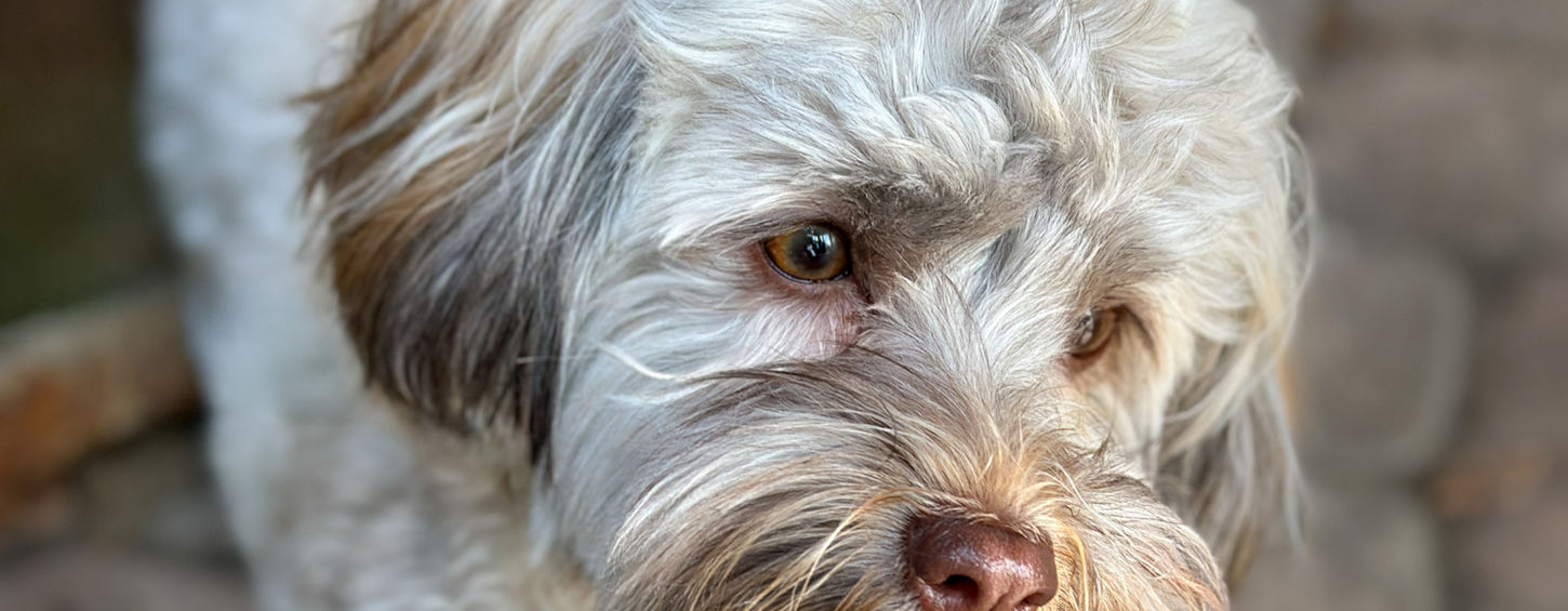 Premium Havanese mother silky dog from our 16-year legacy breeding program near Chattanooga