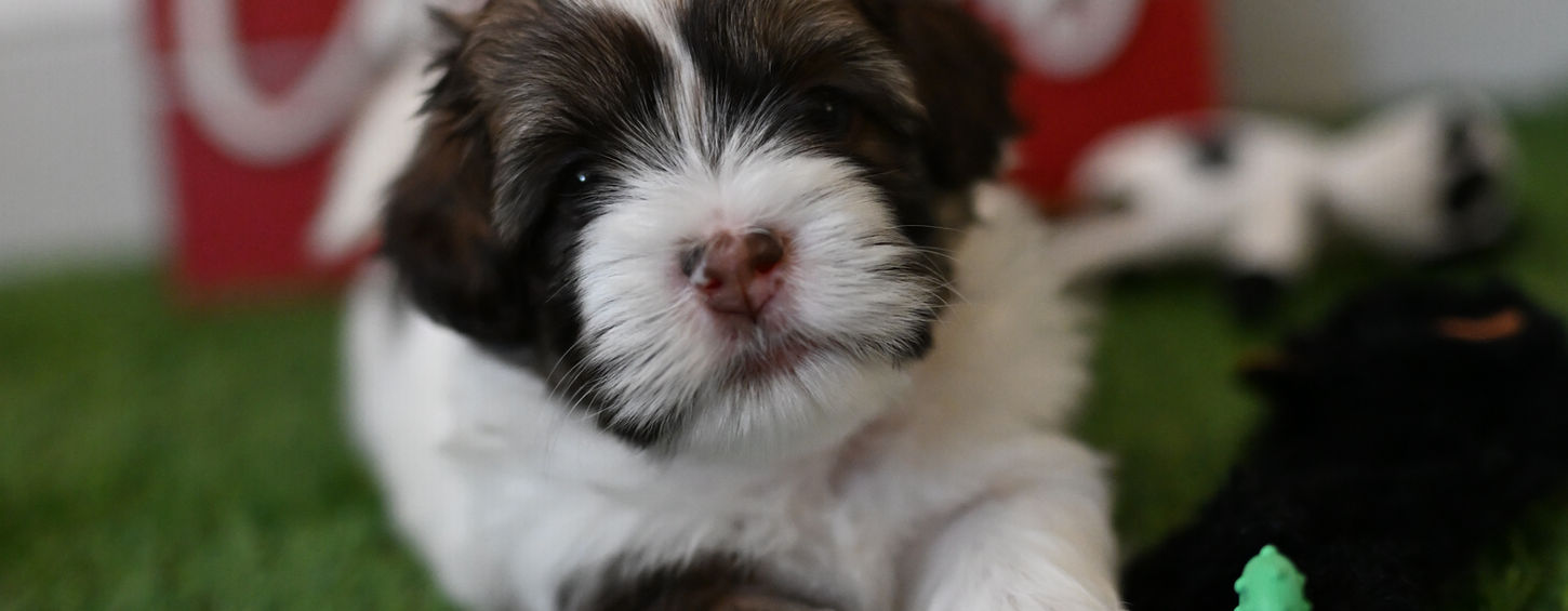 Havanese puppy experiencing early play-based learning at the Havana Academy in Georgia