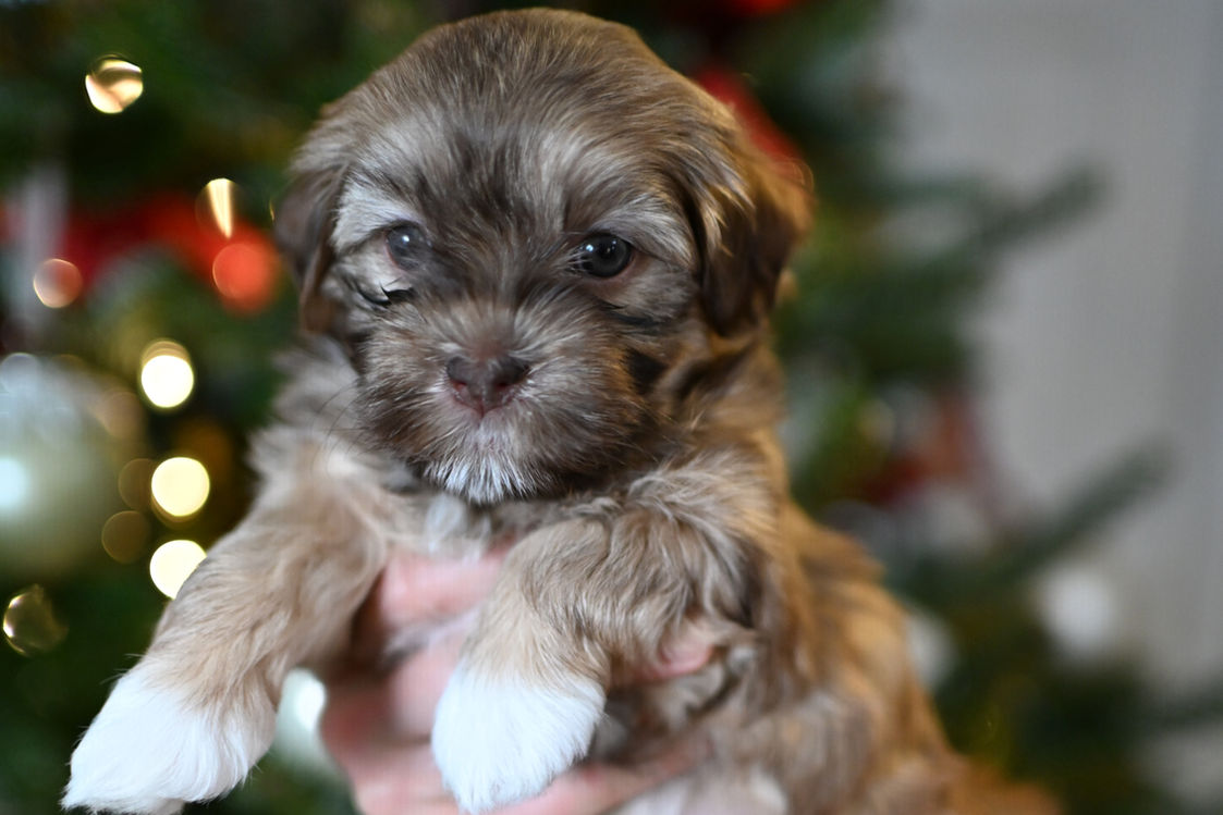 Close-up of a Havanese puppy’s face showing hazel eyes and chocolate nose