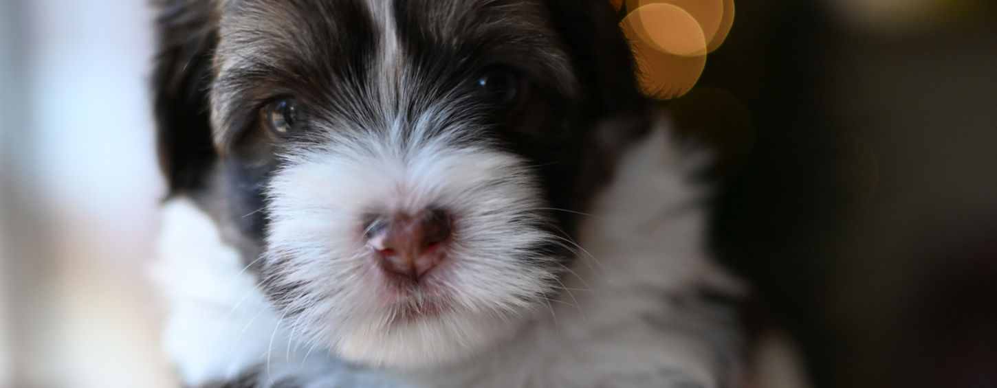 Parti-colored Havanese puppy for sale near Chattanooga, TN - health-tested heritage