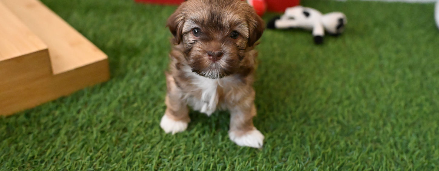 Healthy, fluffy Havanese puppy showing white paws and sable coat in Georgia