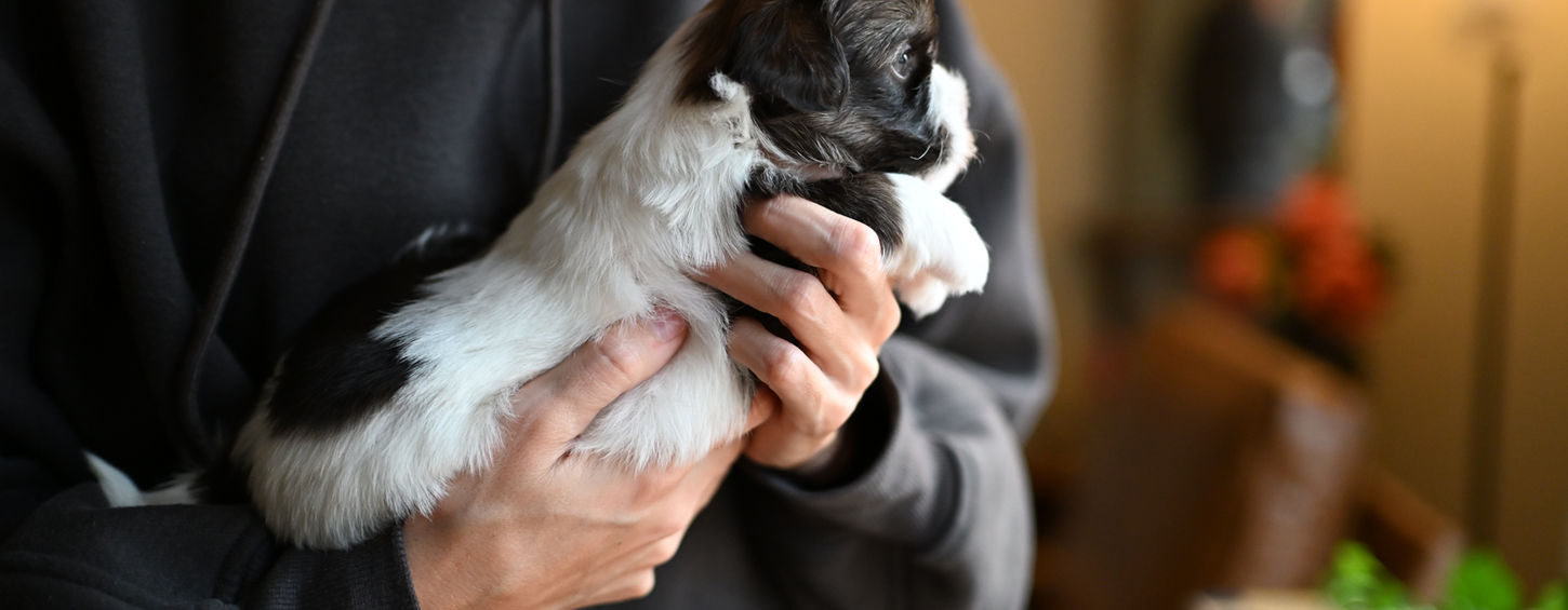 Havanese puppy experiencing early play-based learning at the Havana Academy in Georgia