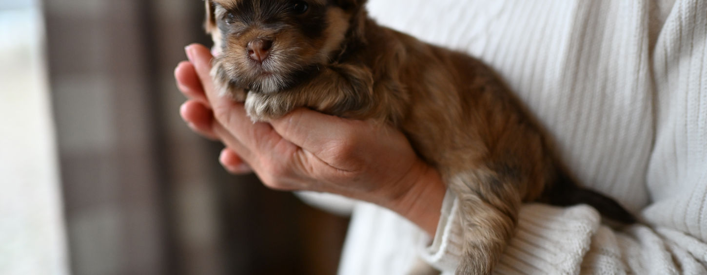 Small sable Havanese puppy being held gently, ready for their new home