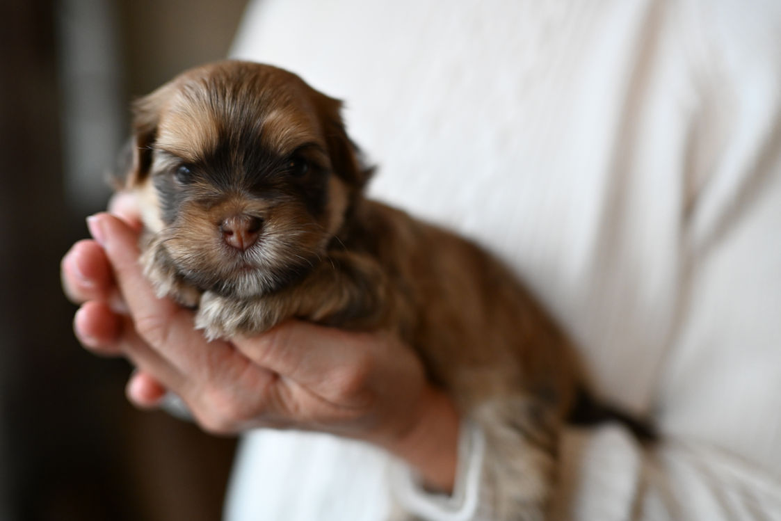 Chocolate sable Havanese puppy with white paws resting on a lap near Chattanooga