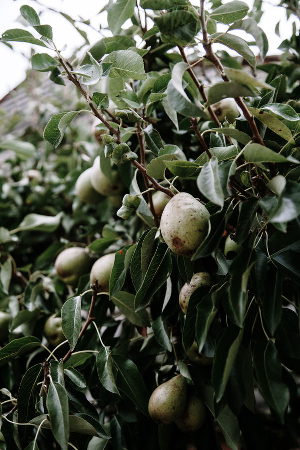 Lifestyle food photography of pears growing on a tree