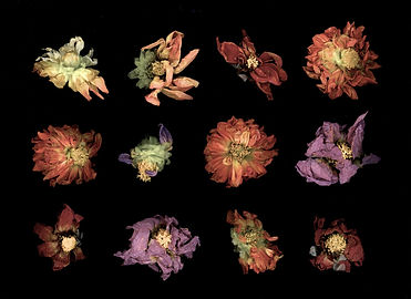 dahlias 474.jpg
