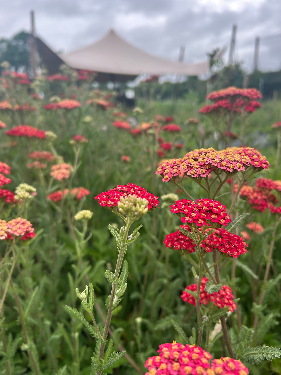 Thumbnail: Mixed Colour Achillea - Bunch of 10