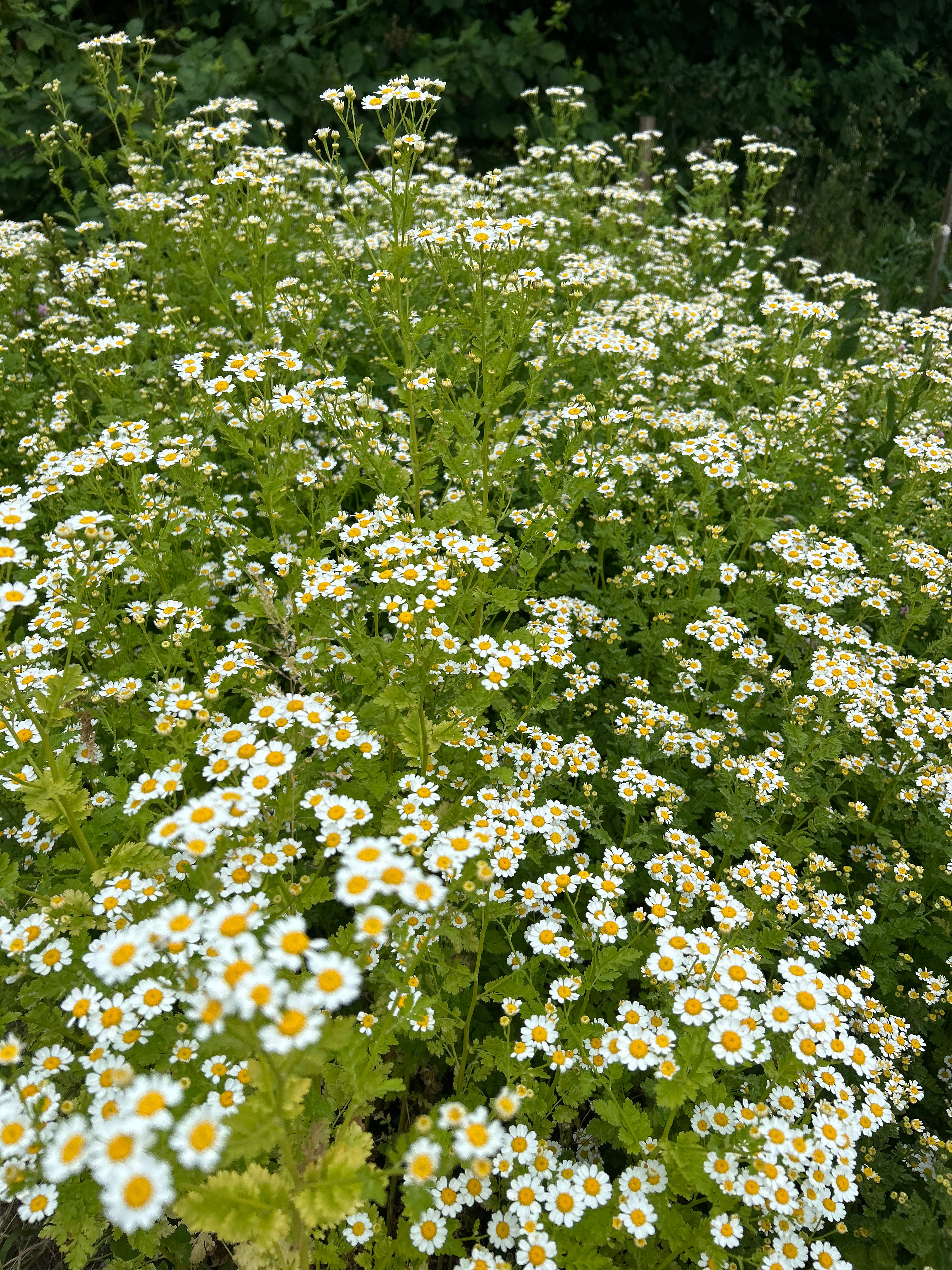 Feverfew