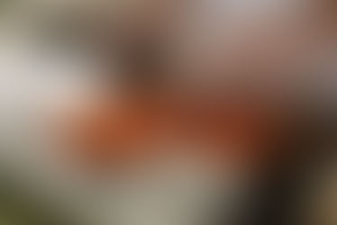 Dinner Recipes that you can cook without many ingredients 