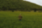 Woman in hijab walking in a tall green field toward a forest hill.