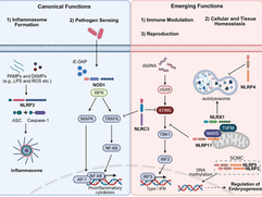 Mar 28 2026. Congratulations on the publication of Suhyun Kim's article in Trends in Immunology.