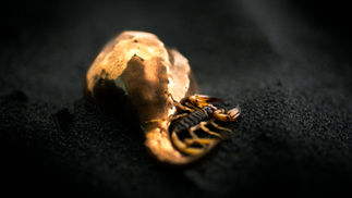 Violet Eyes Entomology Brass Scorpion Relic promotional film still, sculptural product film, DOP Adam Kaiser-Lynch Berlin
