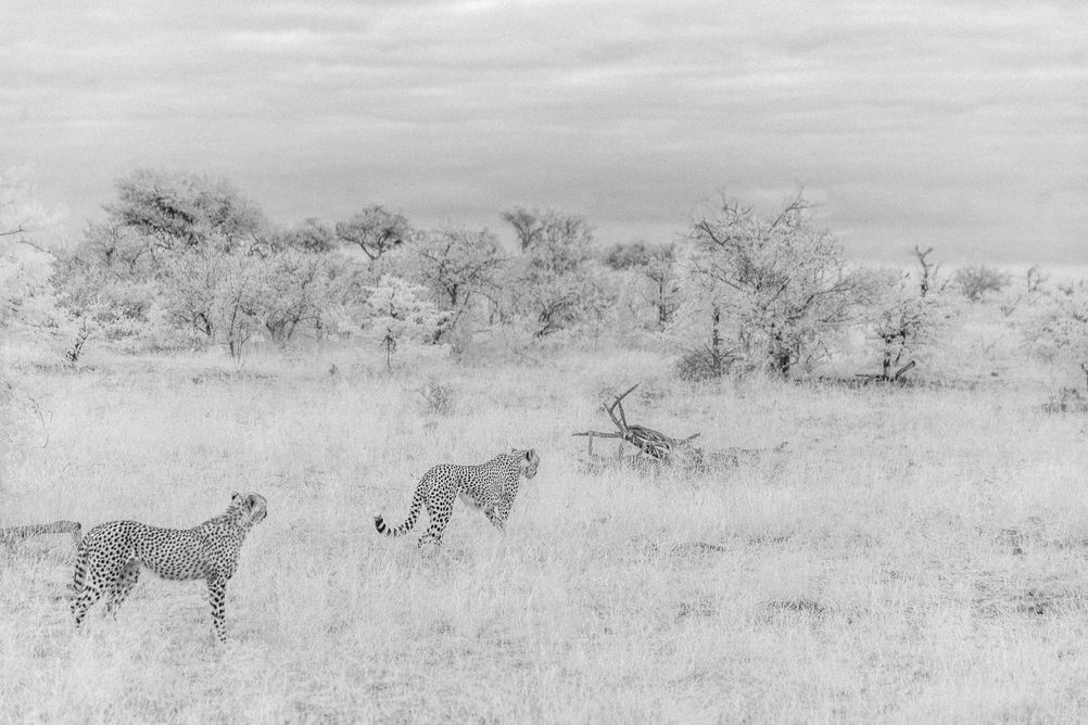 Fine Art Infrared Photography showing the landscape and wildlife of Africa. 