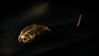 Jason Penfold Brass Scorpion Relic, Violet Eyes Entomology Berlin, cinematic product film by Adam Kaiser-Lynch