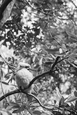 Wildlife photography by Adam Kaiser-Lynch. Kookaburra in Australia