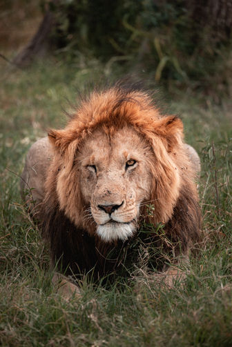 Wildlife photography by Adam Kaiser-Lynch. Lion in Masai Mara