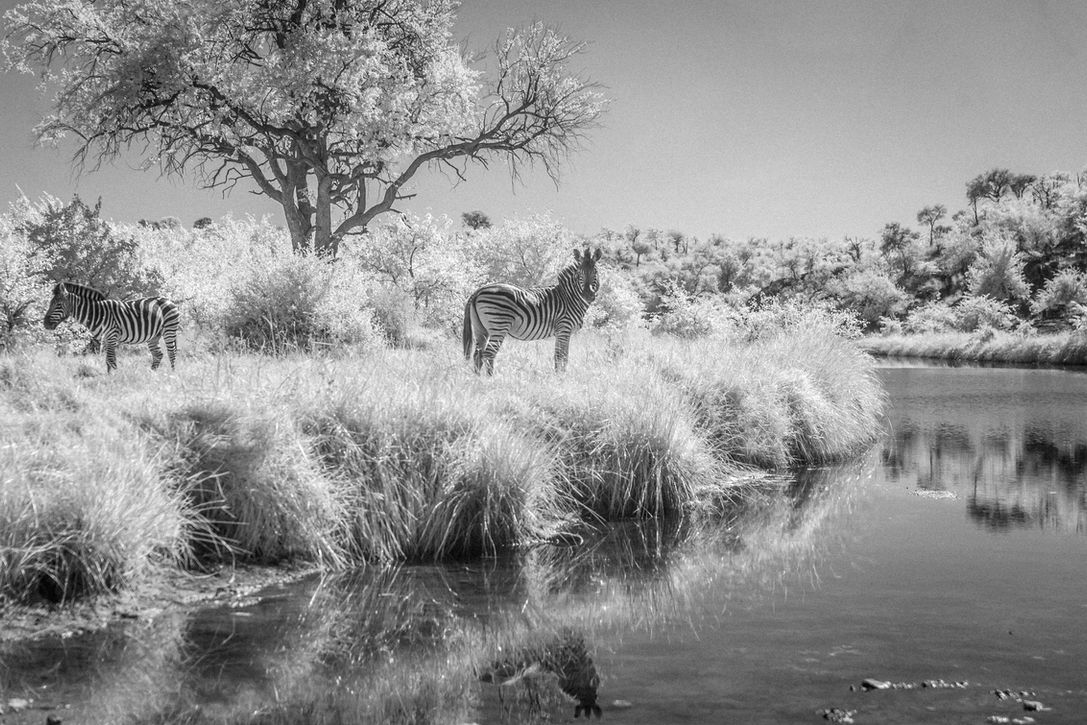 Fine Art Infrared Photography showing the landscape and wildlife of Africa. 