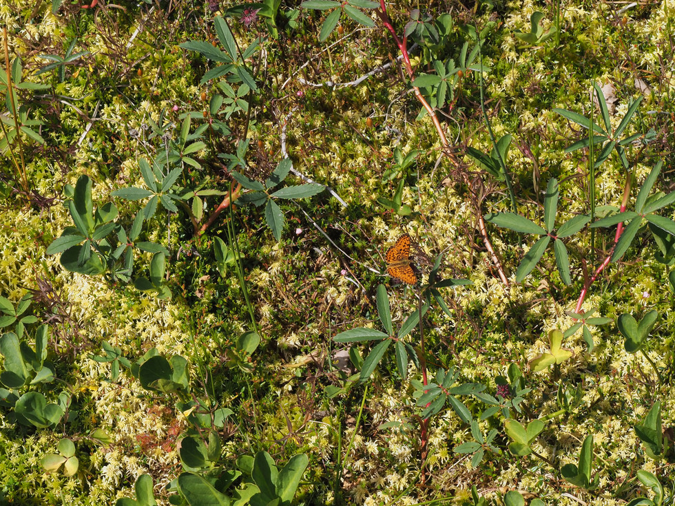 Sphagnum-Moor mit Fieberklee und Sumpfwiesen-Perlmutterfalter