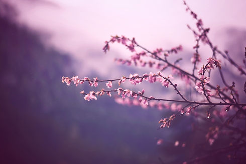 Close up of the branches of a blossom tree in Spring
