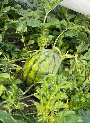 スクリーンショット 2022-08-01 16.17.01.png