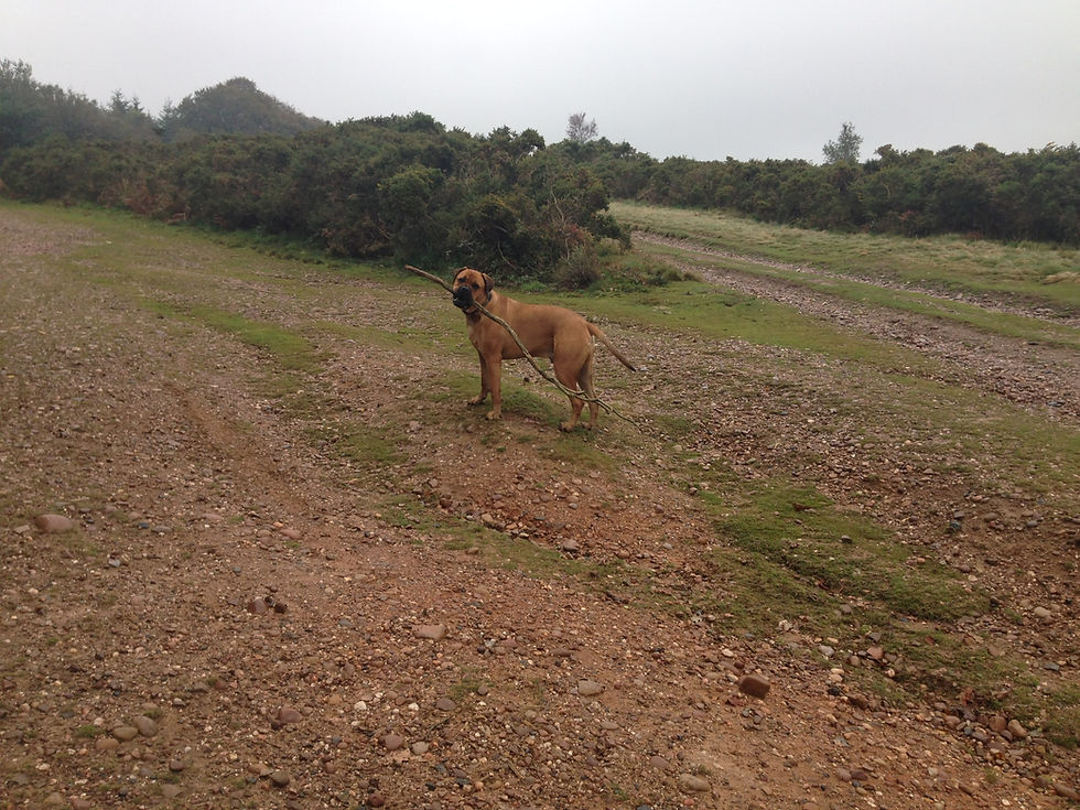 Bullmastiff walking on Woodbury Common, Dog training, PIppsway Classical Natural Horsemanship Wellington Somerset near Devon