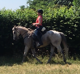 Novice rider barefoot ex-racehorse treeless saddle classical horsemanship natural horsemanship Pippsway Horse Connecton Clinic Wellington Somerset near Devon