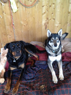 Dog training at Pippsway Wellington