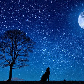 夜行性へと移行する動物たち