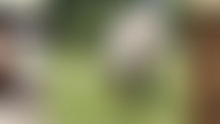 Managing Sweet Itch (Equine Dermatitis) in Horses.