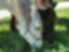 two Canadian horses eating grass