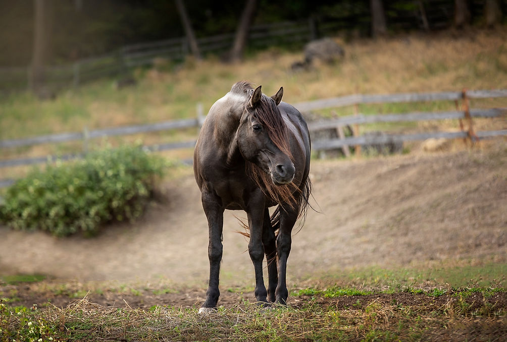 Canadian horse