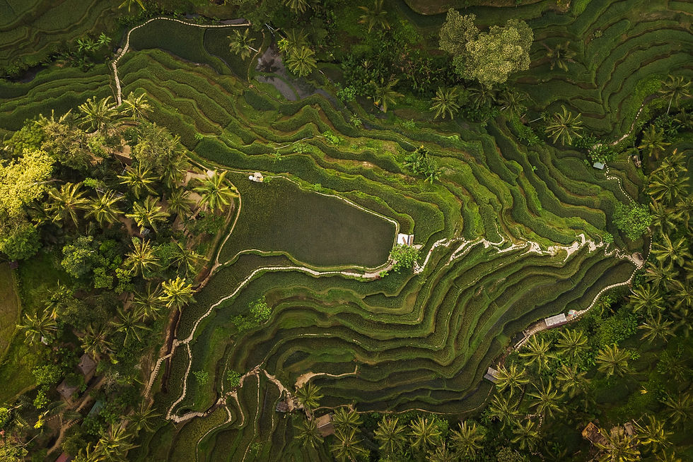 hanging Gardens Ubud with view of rice fields in Bali for elopements